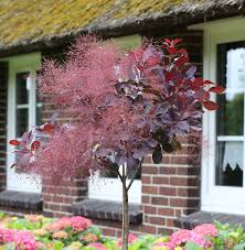 Appearing in late spring, large, feathery, pink flower plumes cover the plant with fluffy, hazy 'smoky' puffs throughout summer. Hochstamm Peruckenstrauch Royal Purple 80 100cm Cotinus Coggygria Kaufen Bei Nr 01 De