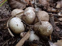 Image result for Pseudocolus schellenbergiae