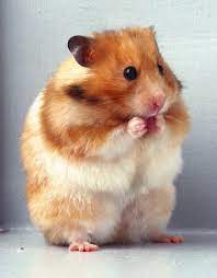 A 30 Cute And Adorable Hamster Photography Collection Naldz Graphics Cute Hamsters Funny Hamsters Cute Small Animals
