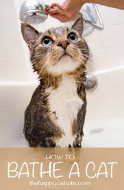 A Guide To How To Give A Cat A Bath By The Happy Cat Site Cat Bath Cat Care Cat Grooming