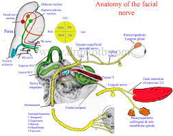 This Is Shows Your Facial Nerve Running Through The Ear I Was Blessed Twice And Only Had Minor Affects Some A Facial Nerve Nerve Anatomy Facial Nerve Anatomy