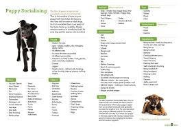 Puppy Socialisation A Free Downloadable Checklist For You