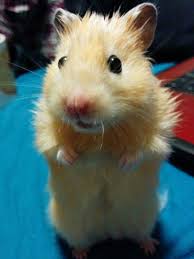 Katsu The Hamster Samoyed Puppy Puppies Hamster