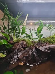 Image result for Sutera debilis