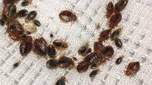 Sometimes exterminators use pesticide foggers which cause bed bugs to scatter and even find refuge in adjacent apartments. How Do Bed Bugs Spread Are They Contagious How Fast Easily From Person Room Or House Pestbugs