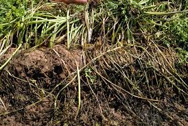 Image result for Sclerocroton