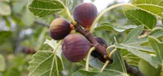 Health Benefits of Figs | Recipes & Food | AOLRC