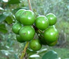Image result for Smilax anceps