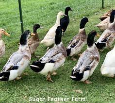 Check spelling or type a new query. Silver Appleyard Duck Sugar Feather Farm