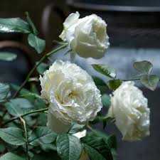 Image result for Shira Red 2014 A1