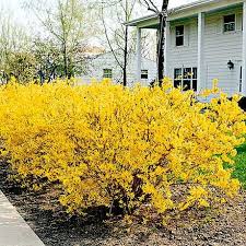 Good News Gardening Easy Landscaping Front Yard Shrubs Landscaping Plants