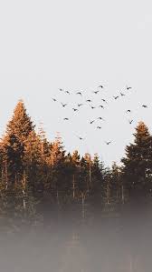 Why Do Birds Fly South For The Winter Joke Birds Fly Winter Fog Weather Trees Pinetrees Photo Picture Photography Mood Bird Birds Landscape Wallpaper Nature Photography Photography Wallpaper