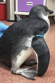 Climate change and overfishing have made the penguins' feeding grounds a mirage—which has led to a drop in penguin population. Endangered African Penguin Gets New Lease On Life Thanks To Ao Vet S Vanessa Ferraz