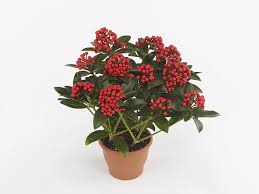 Image result for Rutaceae