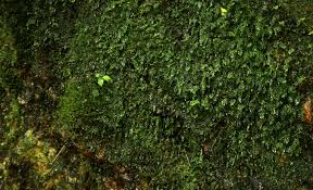 Image result for Polyphlebium