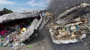 Sungai yang tercemar site pictures. Miris Perut Bangkai Paus Dipenuhi Sampah Plastik Hewan Hewan Ini Juga Mati Tragis Di Lautan Tribun Jabar
