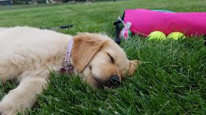 For sale beautiful golden retriever with pedigree the he have six months has all vaccines and an examination the prices is seven hundred. Northern Colorado Golden Retriever Puppies For Sale Home Facebook
