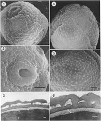 Image result for Hymenocardia