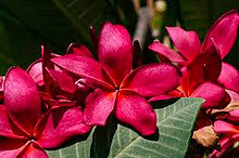 Maybe you would like to learn more about one of these? Plumeria Wikipedia