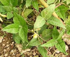 Image result for Vigna oblongifolia