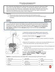 Digestivesystemhomework 20002 Pdf Pogil Activity On The Digestive System Let U2019s Go U201cdown The Hatch U201d Life Is Organized In The Following Levels Course Hero
