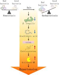 Reviews in epub, pdf and mobi formats. Intestinal Flora Modulates Blood Pressure By Regulating The Synthesis Of Intestinal Derived Corticosterone In High Salt Induced Hypertension Circulation Research