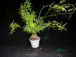 Image result for A. densiflorus Sprengeri
