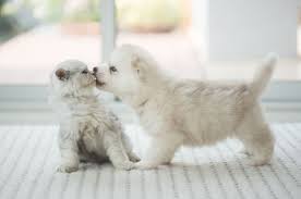 Top beaverton sports camps & clinics: Kindness Is Contagious Help Us Spread It Beaverton Pet Clinic