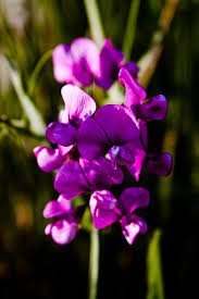 Has the best selection of floral designs for every unique occasion. The Beautiful Sweet Pea Flower Photograph By David Patterson