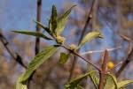 Image result for Lippia javanica