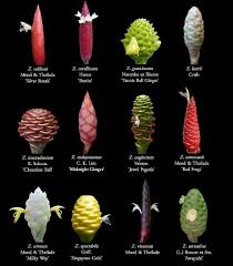 Image result for Zingiberaceae