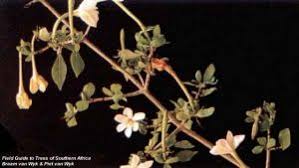 Image result for Gardenia cornuta