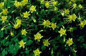 We did not find results for: Perennial Plants For South Texas Landscapes Urban Program Bexar County