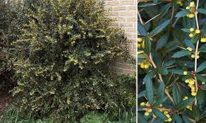 Image result for Berberis julianae