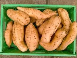 Orange flesh sweet potato (ofsp) is a globally important staple crop. Orange Fleshed Sweet Potato Ofsp Vines Available For Sale Contact Us On 0974004366 For Delivery And Logistics We Sweetpotato S For A Healthy Empowered Zambia Shez Co Operative Society Facebook