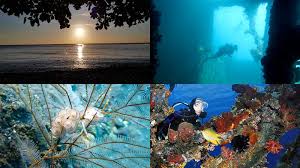 Tumbuh hidup atau bergerak di bawah permukaan laut. Tulamben Bali Location Attraction Snorkeling And Wreck Diving Prices