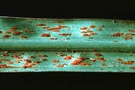 Scientific name tomarus subtropicus mastotermes their foreign environment. Sugarcane Infonet Biovision Home