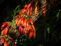 Image result for Halleria