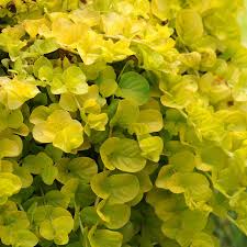 Image result for Lysimachia