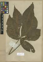 Image result for Ricinodendron