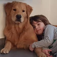 How much is a golden retriever? Golden Retriever Puppies For Sale In Tennessee Home Facebook