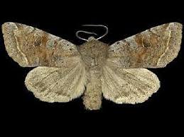 Image result for Orthopichonia