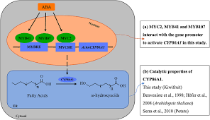 The anderson packers, sheboygan red skins and waterloo hawks jumped to the npbl, while chicago, denver and st. Frontiers Three Transcription Activators Of Aba Signaling Positively Regulate Suberin Monomer Synthesis By Activating Cytochrome P450 Cyp86a1 In Kiwifruit Plant Science