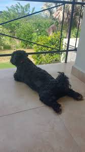 Atención 🙏🚨🚨 ¡Este es Bailey! Ayer miércoles por la tarde se escapó de  su casa en Bavaria Pequeña, Nacascolo. Pedimos por favor información de su  paradero. Bailey toma un medicamento de forma