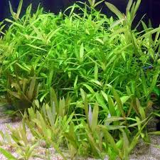 Image result for Hygrophila
