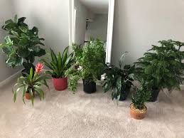 Image result for Senecio lewallei