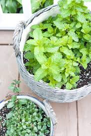 Just fill your pot with potting soil, plant one or 2 cuttings, water them and place the pot at a sunny or half shady corner of your garden. 9 Good Reasons To Grow A Mint Plant Garden World