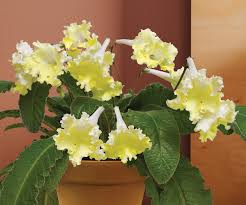 Image result for Streptocarpus goetzei