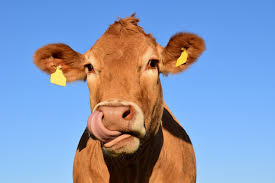 What is a cow a hybrid of? Cows And Pigs Are Great Livestock But They Can Also Make You Really Sick