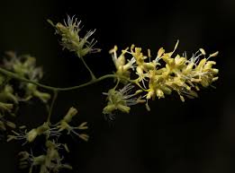 Image result for Flagellaria guineensis